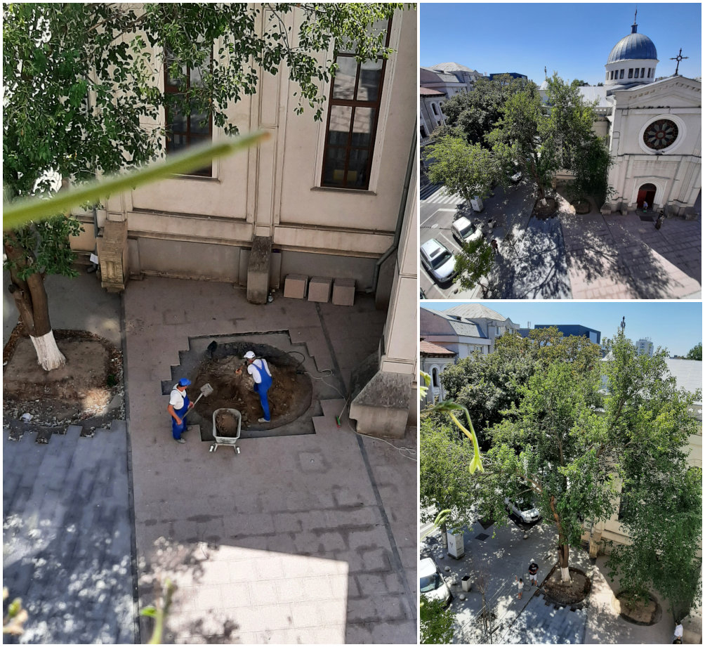 Cu ce au greșit copacii tăiați în piațeta de la Biserica Greacă