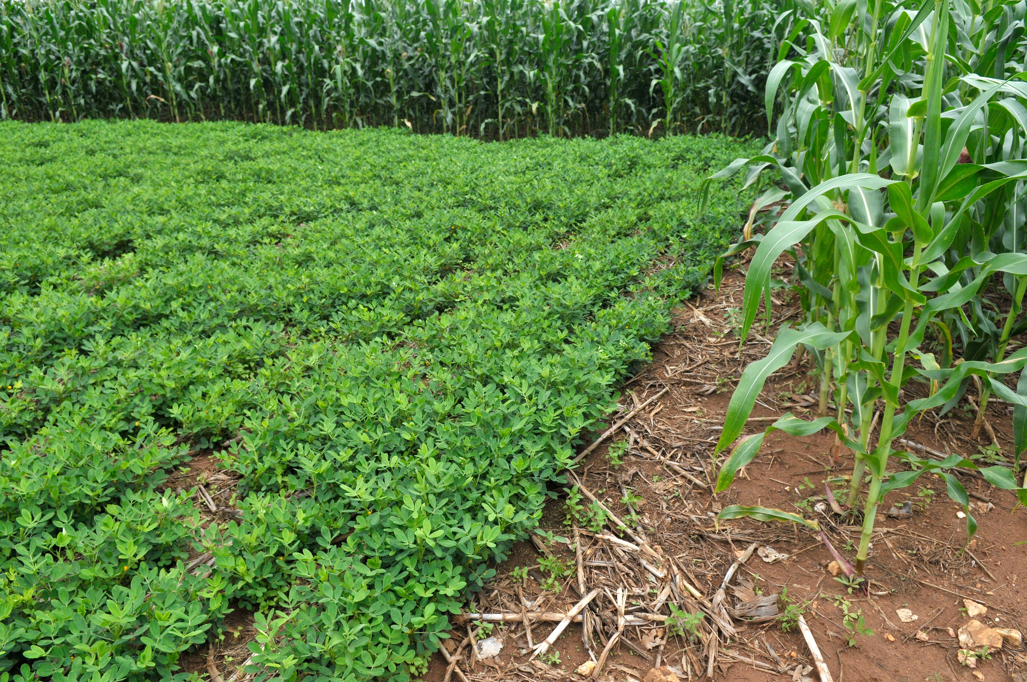 Cât teren vor putea cumpăra persoanele fizice de la 1 ianuarie  