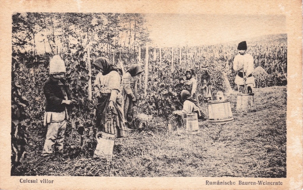VINUL românesc în Belle Epoque: Ce struguri se cultivau în 1902
