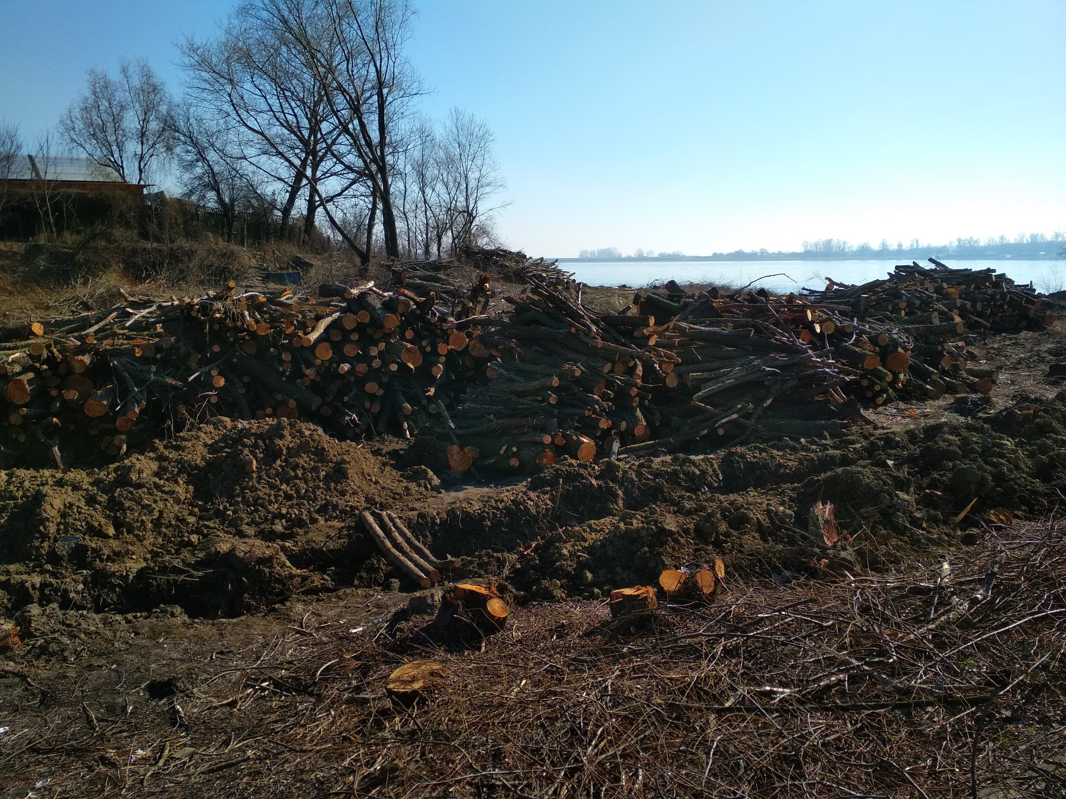 Defrișări pe malul Dunării, la Galați. O lucrare cu multe semne de întrebare și controverse (FOTO)