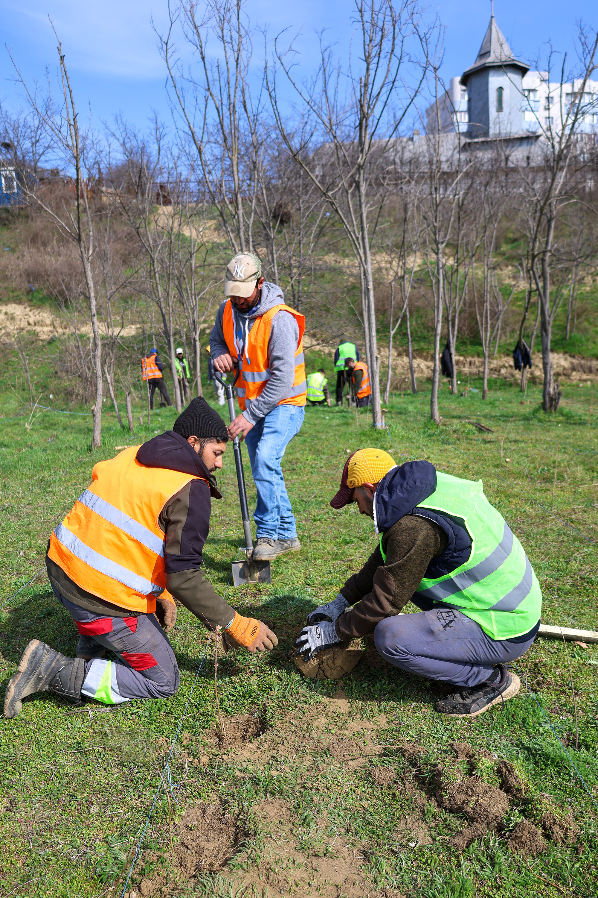 A început plantarea pădurilor urbane. Aproape 200.000 de noi arbori și arbuști în Galați