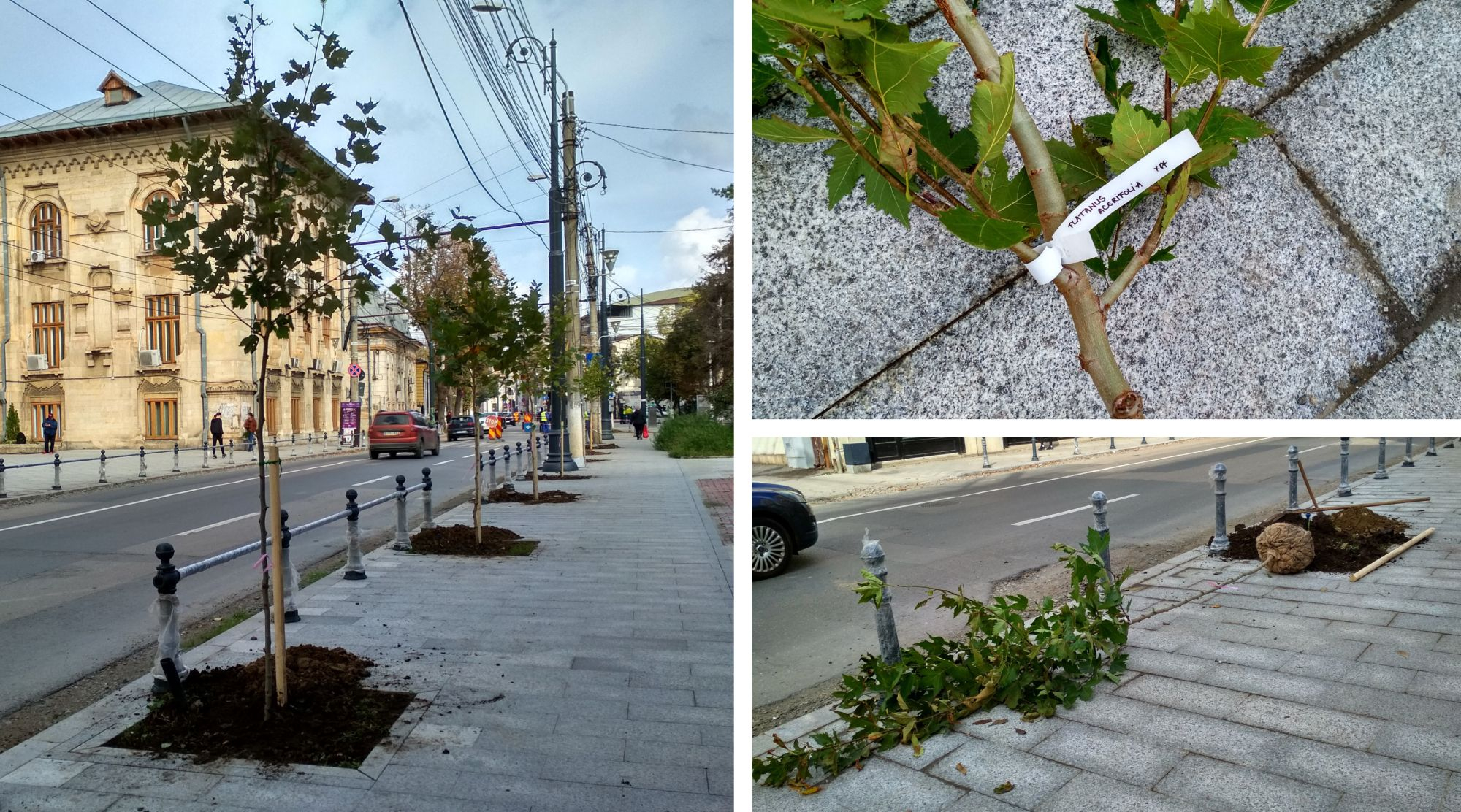 Platanii vor face umbră pe strada Domnească