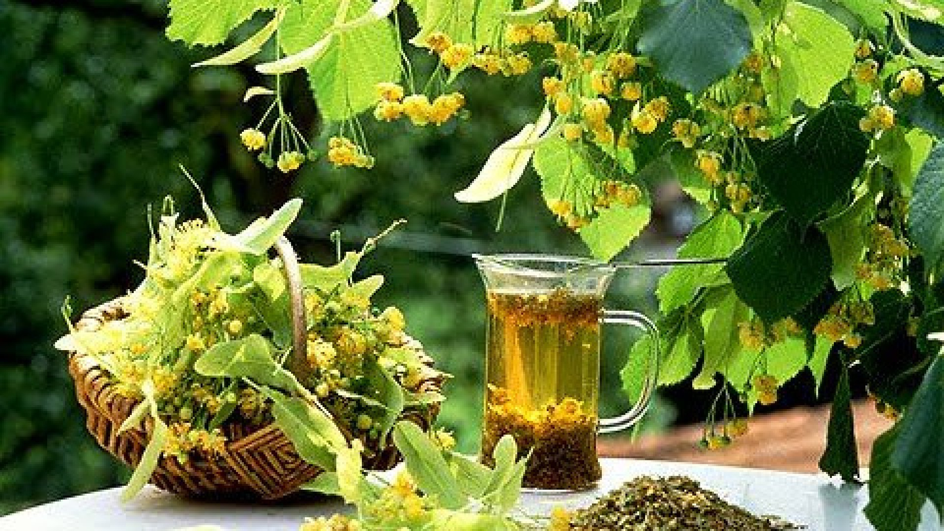 Florile de tei, beneficii aromate pentru sănătate