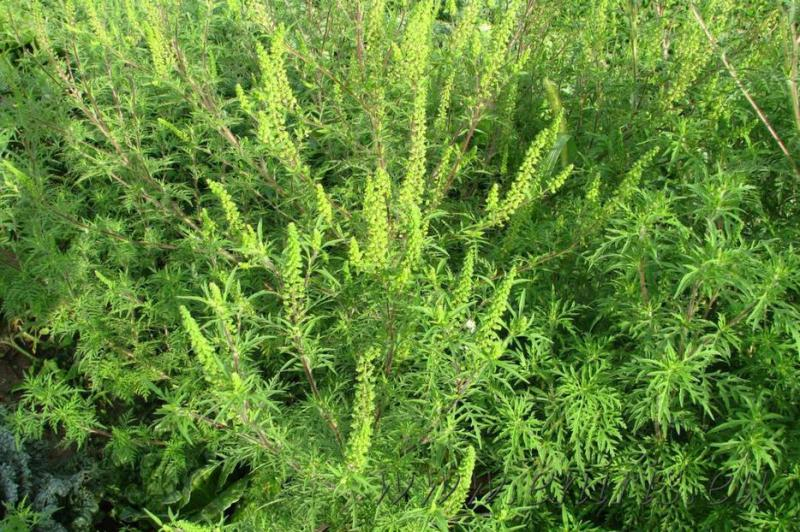 Din cauza alergiilor, combaterea ambroziei este obligaţie legală