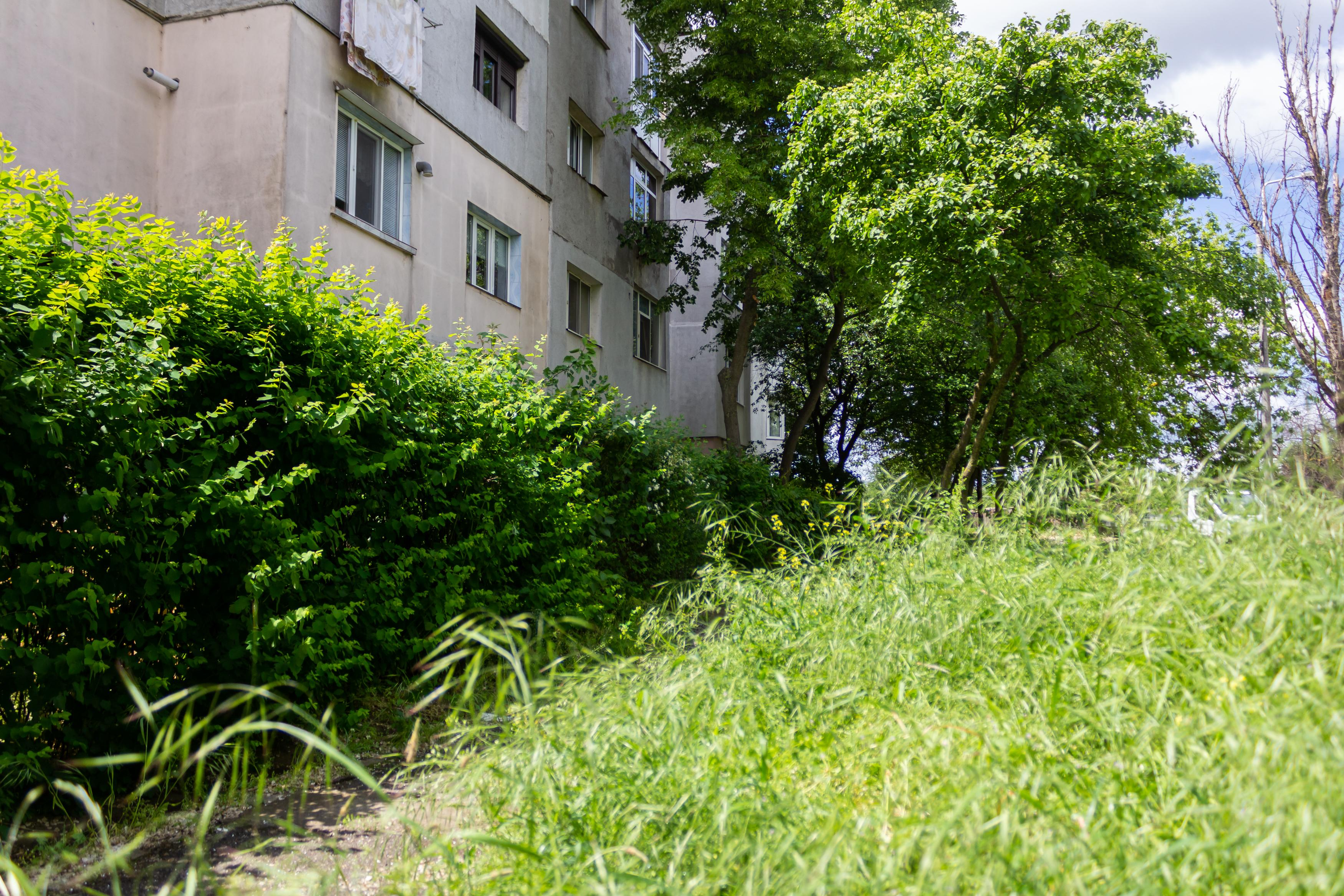 Galațiul, invadat de buruieni şi căpuşe (FOTO)