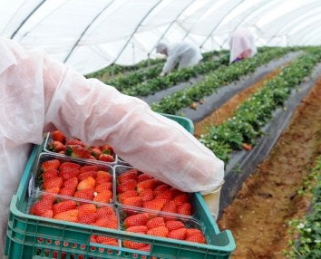 ÎN ATENŢIA gălăţenilor care caută un job în străinătate/ 800 de români vor putea merge la cules de căpşuni în SPANIA