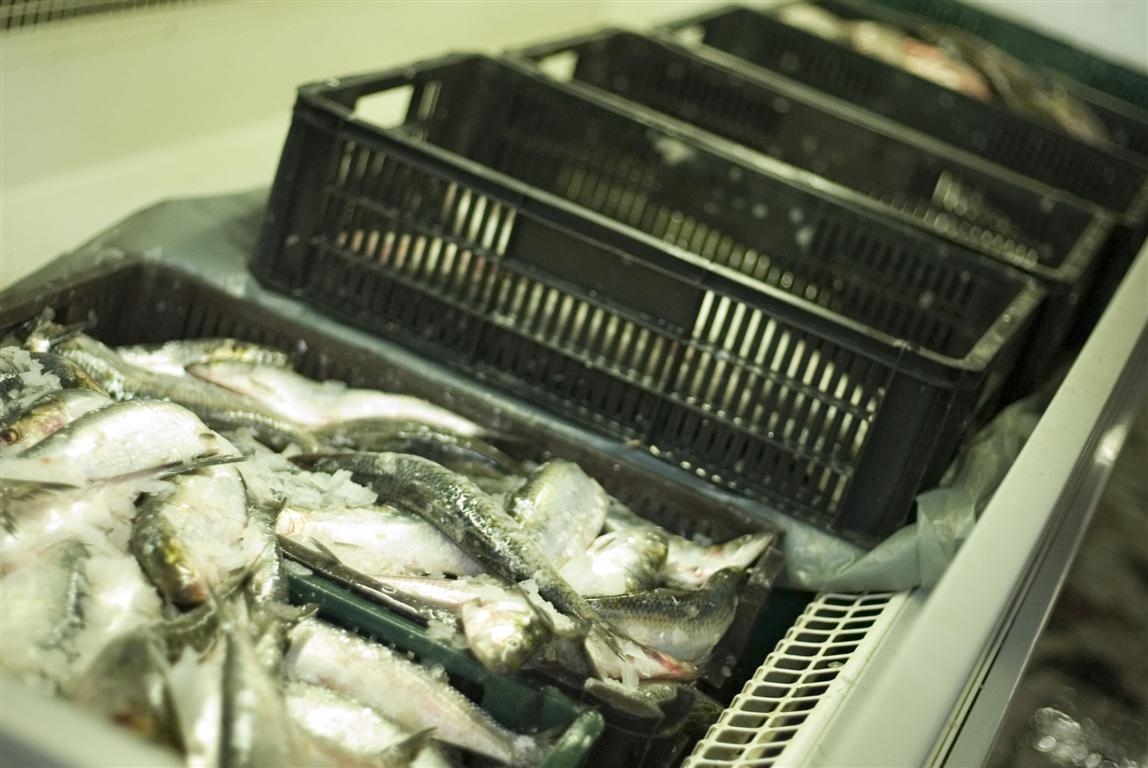 Pe ultima sută de metri, la cumpărat scrumbie 