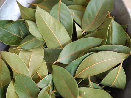 REMEDII NATURISTE/ Dafinul, condimentul care tratează bronşita