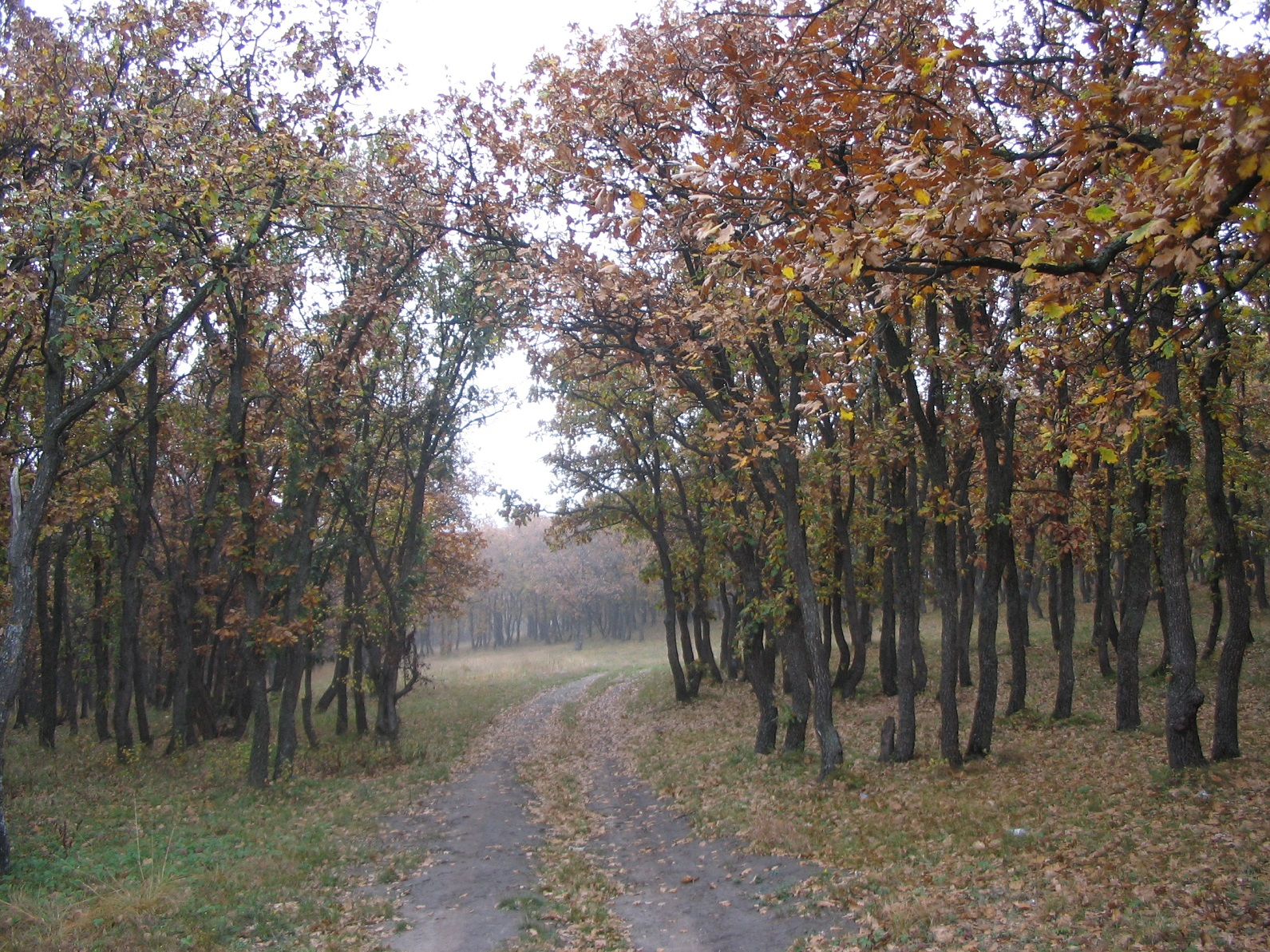 Peste 16.000 hectare de păduri din Galați, retrocedate după Revoluție