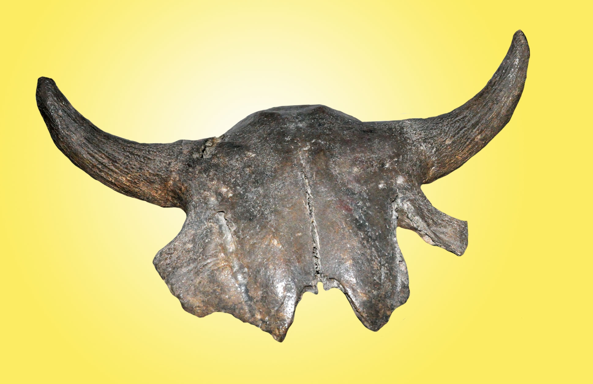 EXPONATUL LUNII noiembrie, la Complexul Muzeal de Ştiinţe ale Naturii Galați