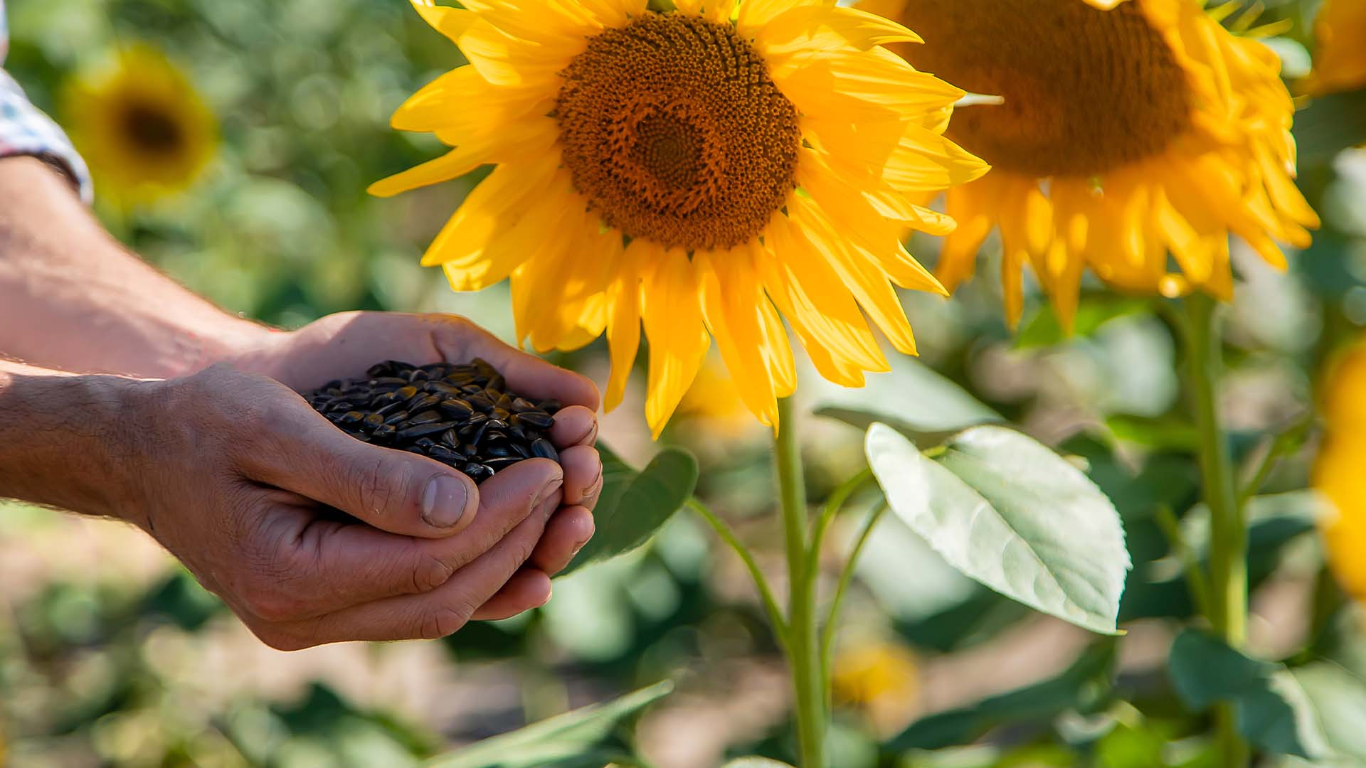 Sfaturi pentru combaterea buruienilor la floarea-soarelui