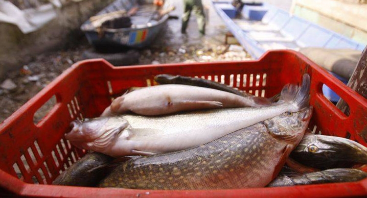 TULCEA/ Se lucrează la fundaţia BURSEI DE PEŞTE