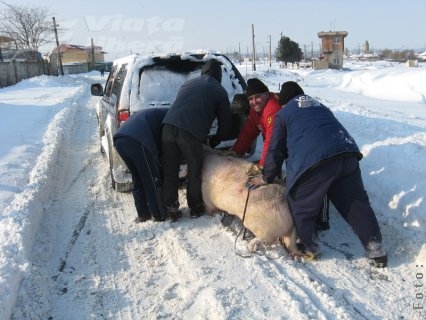 La pârlit, cu porcul legat de jeep