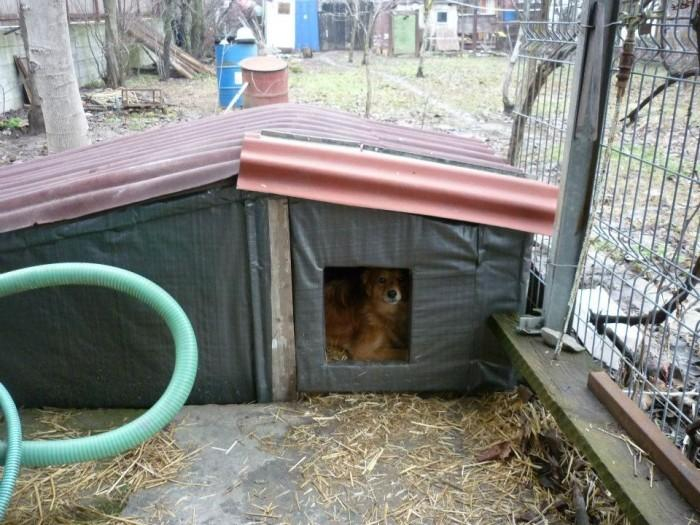 Iubirea pentru câini i-a deranjat pe vecini