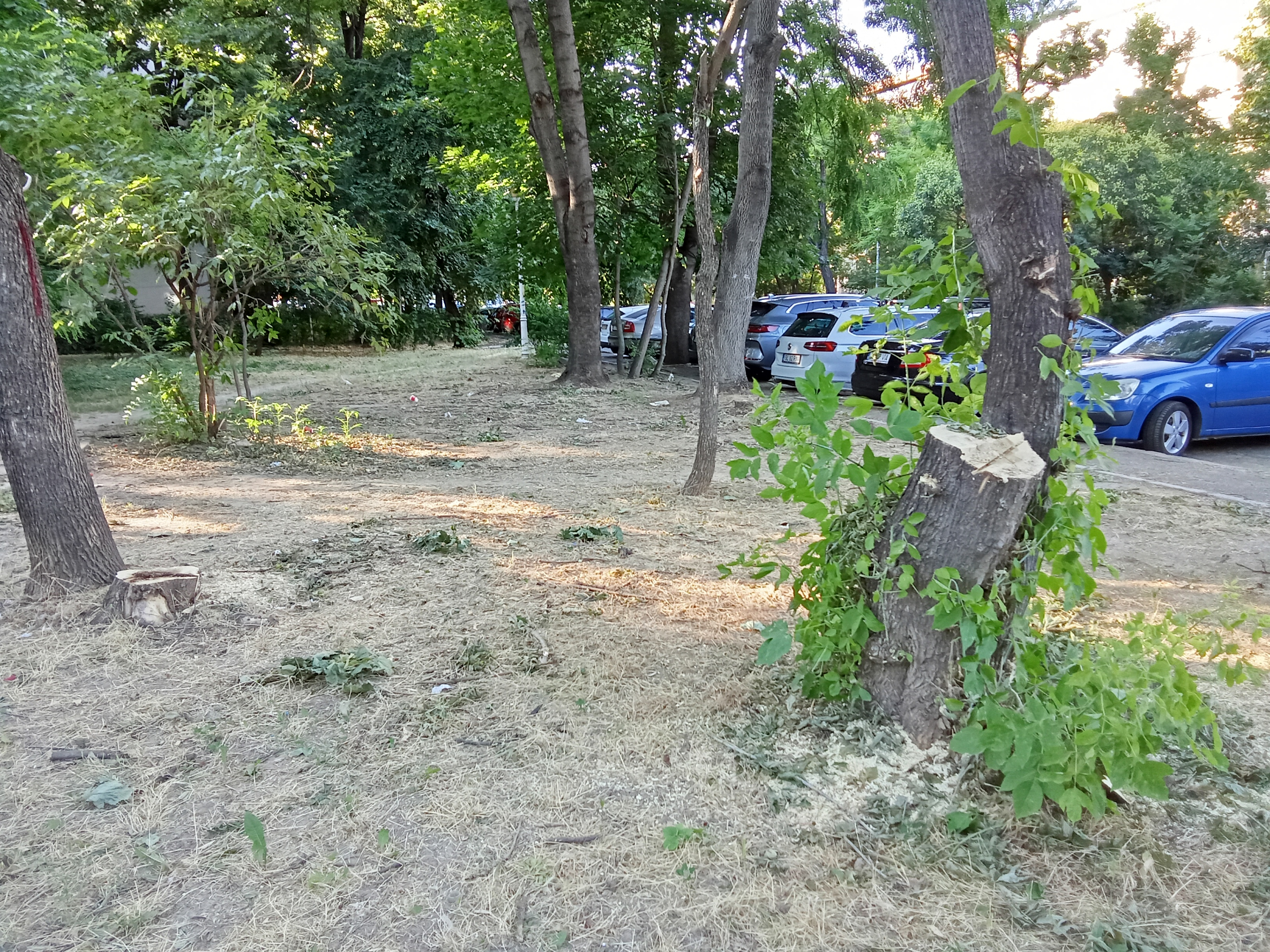 Îngrijorări şi nemulţumiri în cartierele oraşului. Cine (mai) taie copaci prin Galaţi (FOTO)