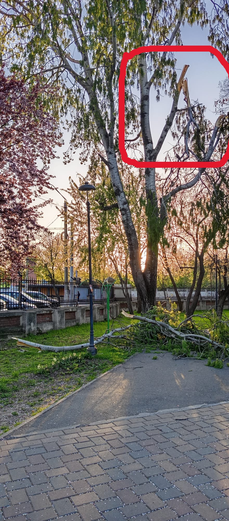 Poza zilei. La Galați, copacii cad… dar explicațiile rămân în picioare