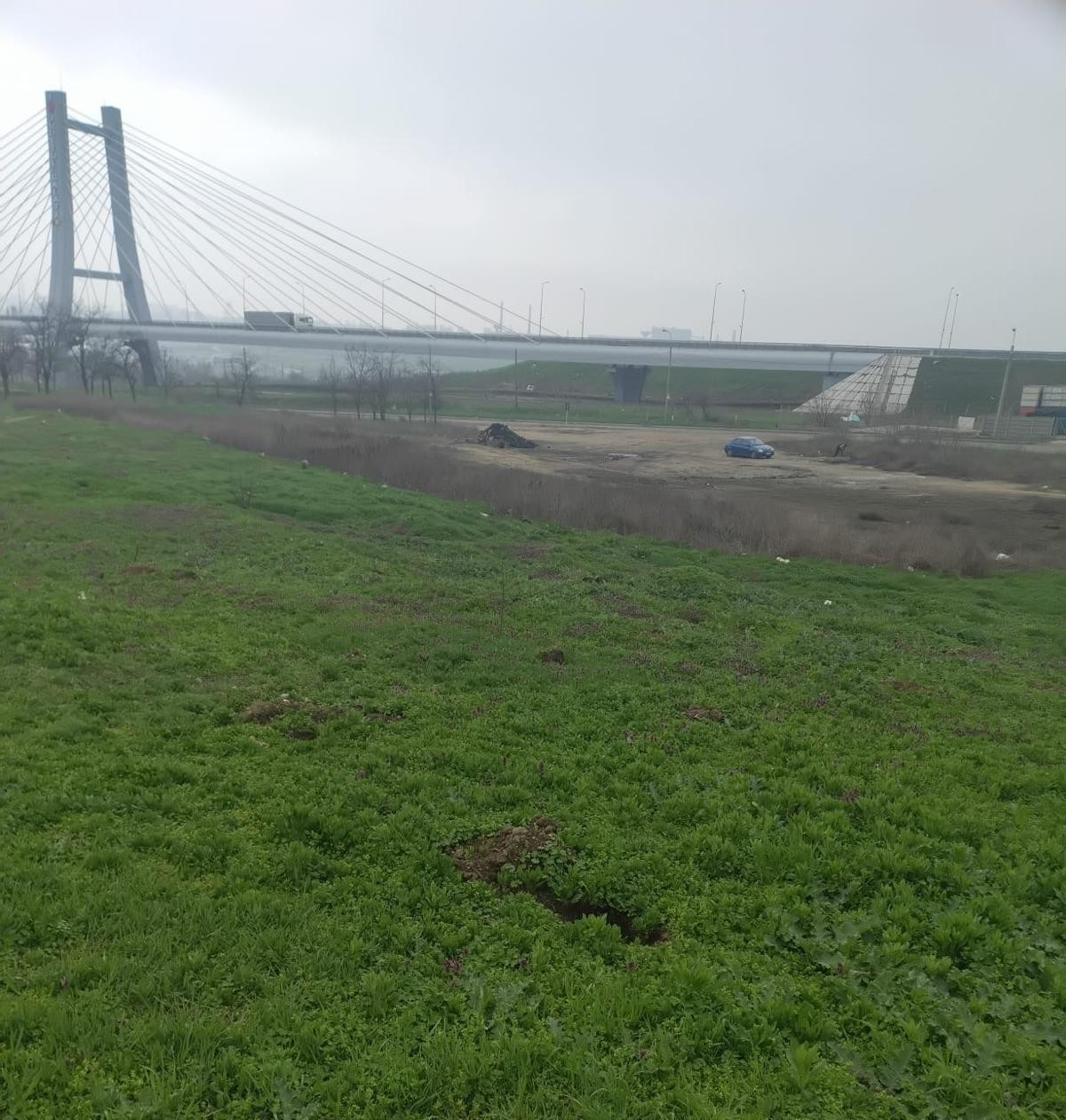 Parteneriat pentru plantarea de salcâmi la marginea oraşului