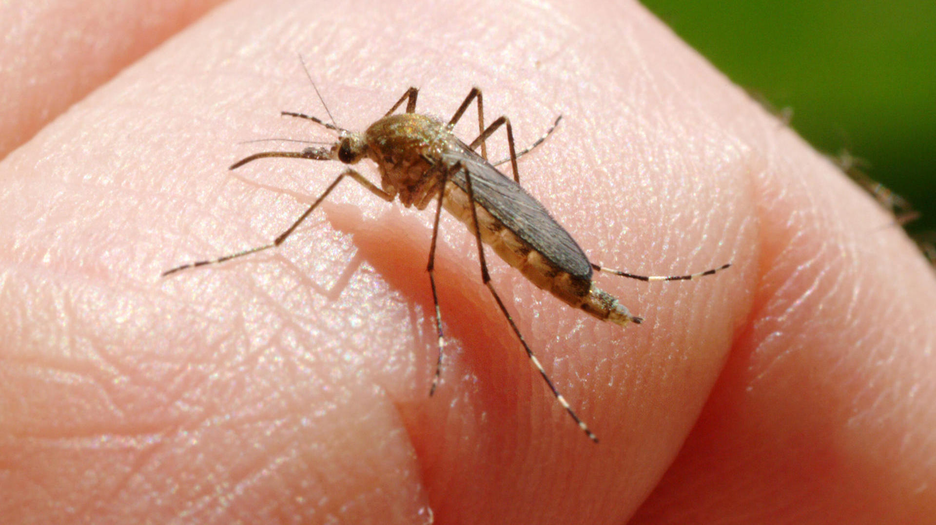 Șase infecții cu West Nile, în Galați