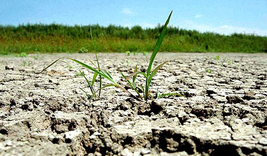 SECETA a făcut PRĂPĂD la Galaţi/ Grâul e puţin şi greu de vândut în câştig