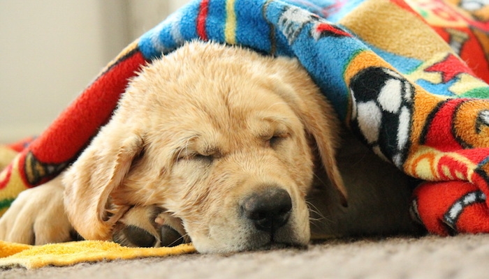 ȘCOALA IUBITORILOR DE ANIMALE | O simplă răceală poate fi fatală (II)