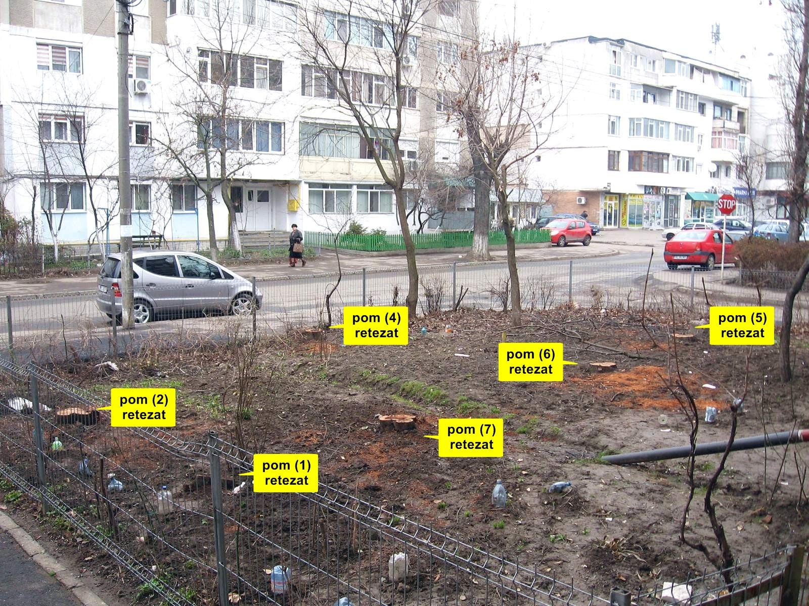 Gospodărire Urbană, acuzată că taie copaci sănătoşi