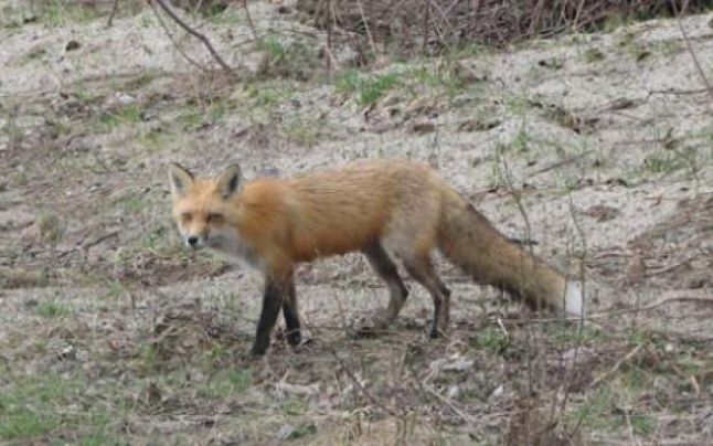 Începe vaccinarea antirabică a vulpilor din judeţul Galaţi