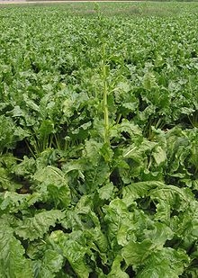 Sfecla aduce bani în conturile agricultorilor gălăţeni 