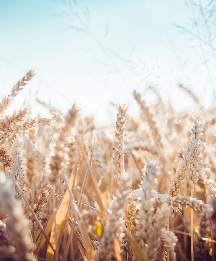 Jumătate din producția de grâu a plecat la export