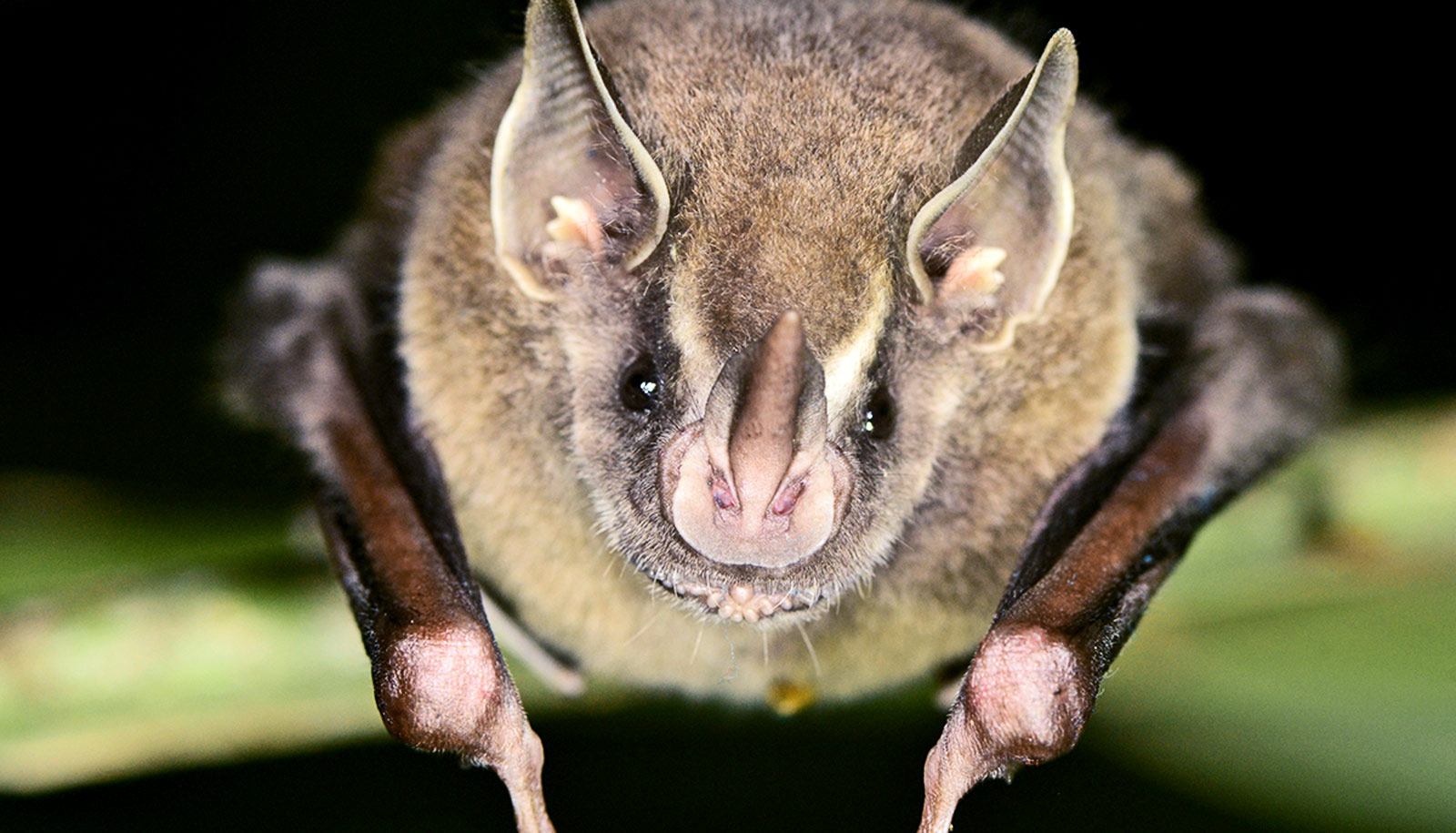 Conferinţă despre nişte mamifere cu o faimă teribilă