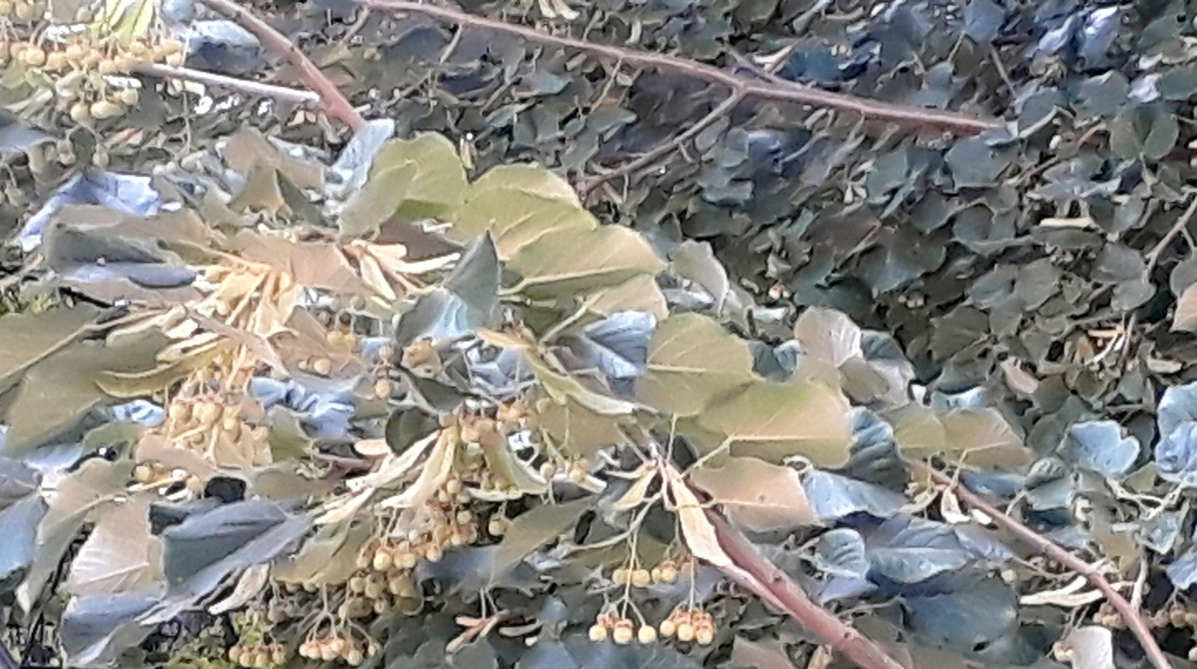 PROGNOZA METEO | Cum va fi vremea, în acest WEEKEND, la Galați