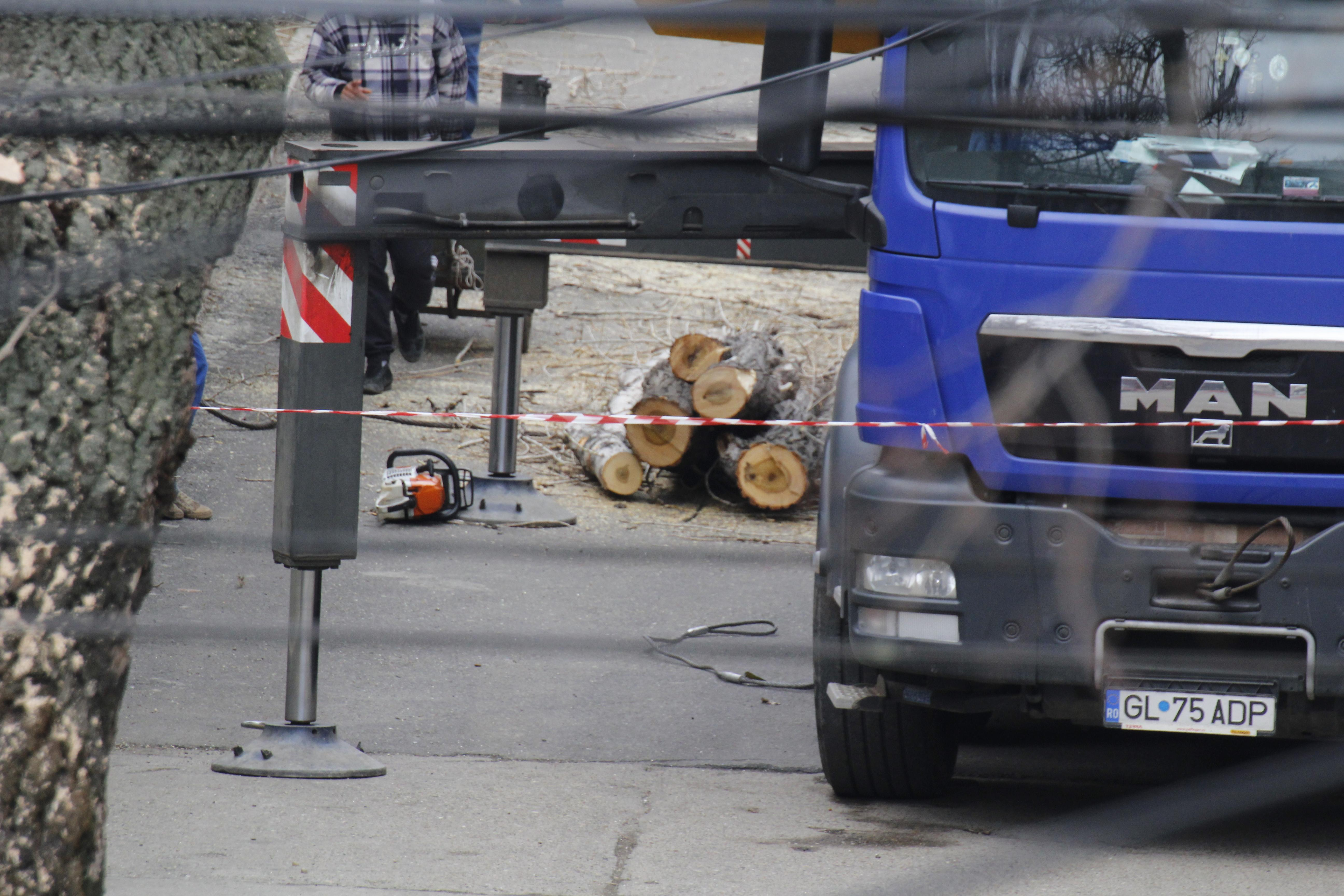 Copacii uscaţi din oraş se taie doar la ordinul Primăriei