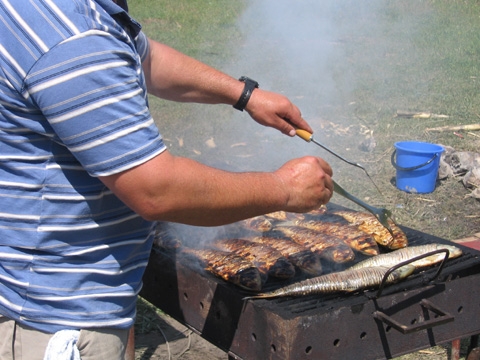 Migraţia e abia la început. În două săptămâni vom avea scrumbie de Dunăre