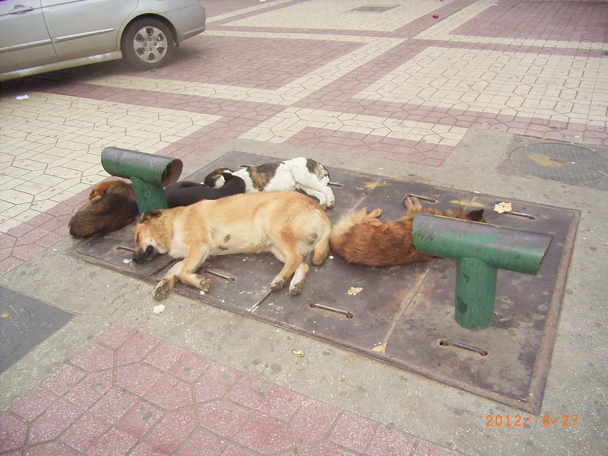 Hot dogi! Problema încălzirii – rezolvată câineşte