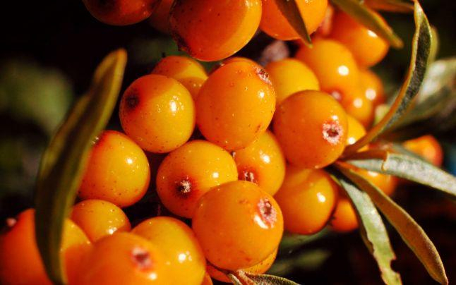 Cătina albă combate acneea