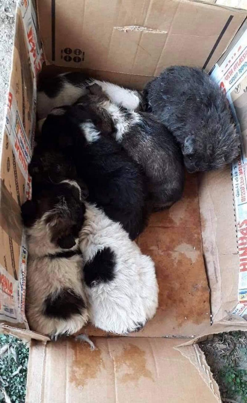 Cât este amenda pentru abandonul animalelor de companie