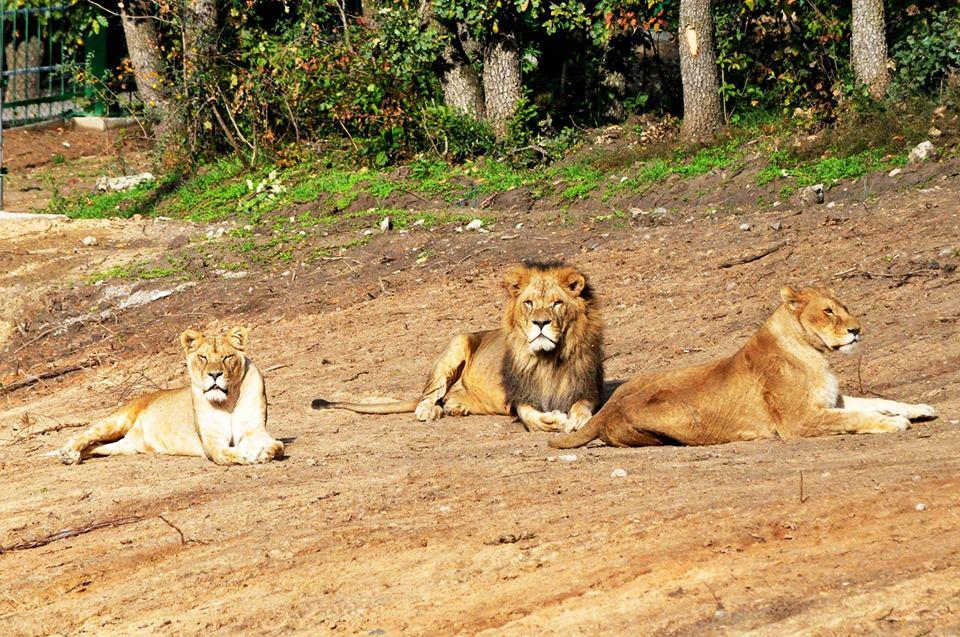 Grădina Zoologică, deschisă şi de Paşte