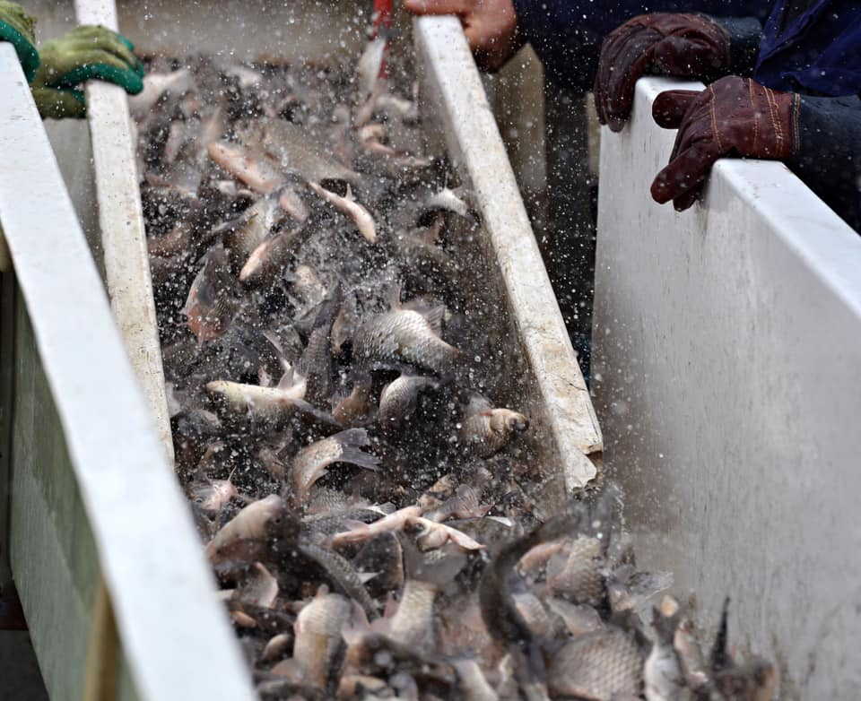 Încă 3,6 tone de caras la balta Zătun