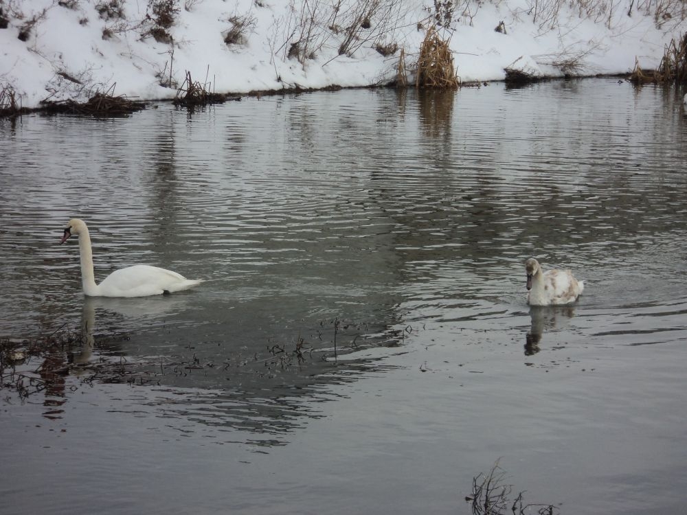 Alte opt suspiciuni de GRIPĂ AVIARĂ, în judeţ. Situaţia se schimbă de la oră la oră. Atenţionare OMS