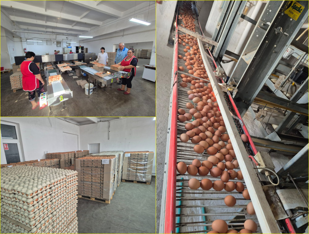 Condor Matca, cea mai mare fermă de ouă din județ, între performanță și nevoi (FOTO)