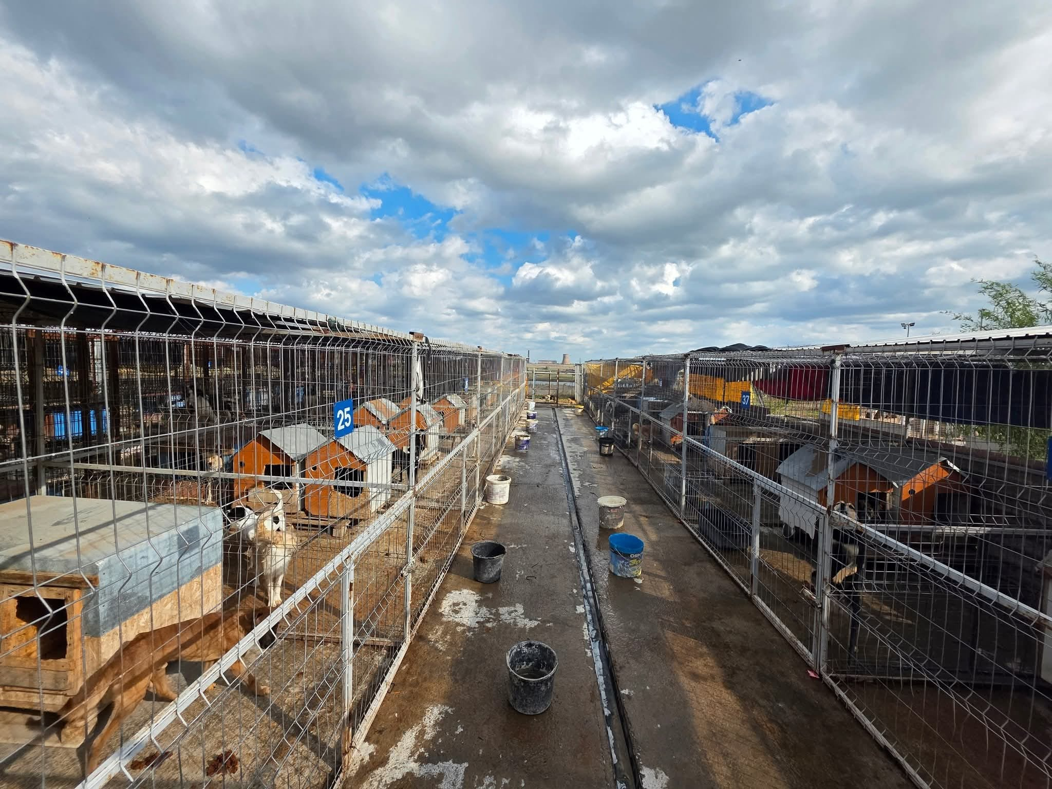 Fundația „Fapte Bune”, alimente și produse de curățenie pentru animale