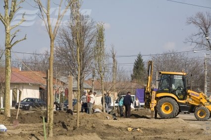 Se plantează copaci!