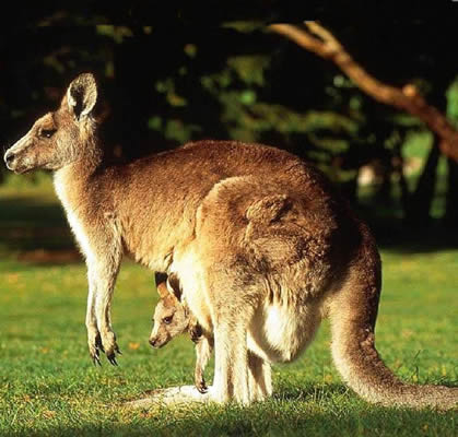 Onomastica australiană nu ştie carte