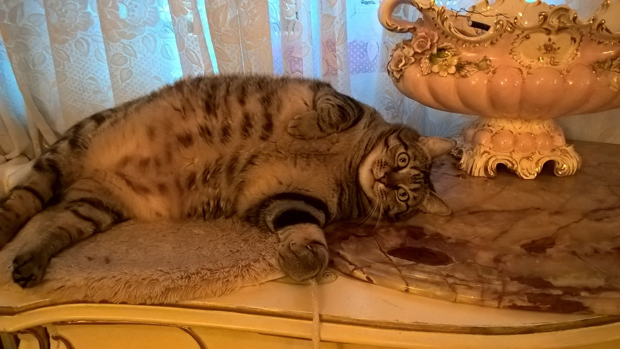 Semnele de îngrăşare la câini şi pisici