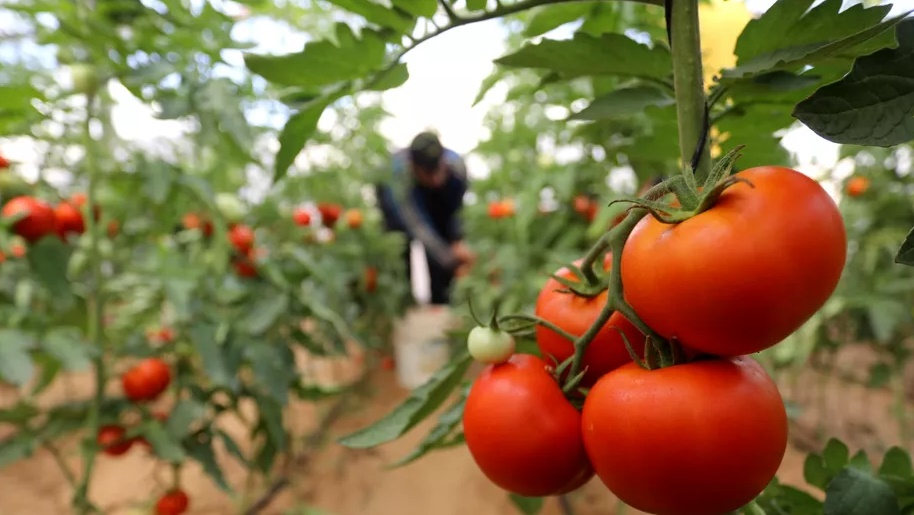 Încep plăţile pentru cultivatorii de roşii