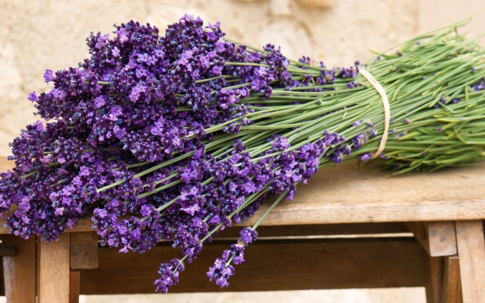 „Lavanda fest”, pe Faleza Inferioară