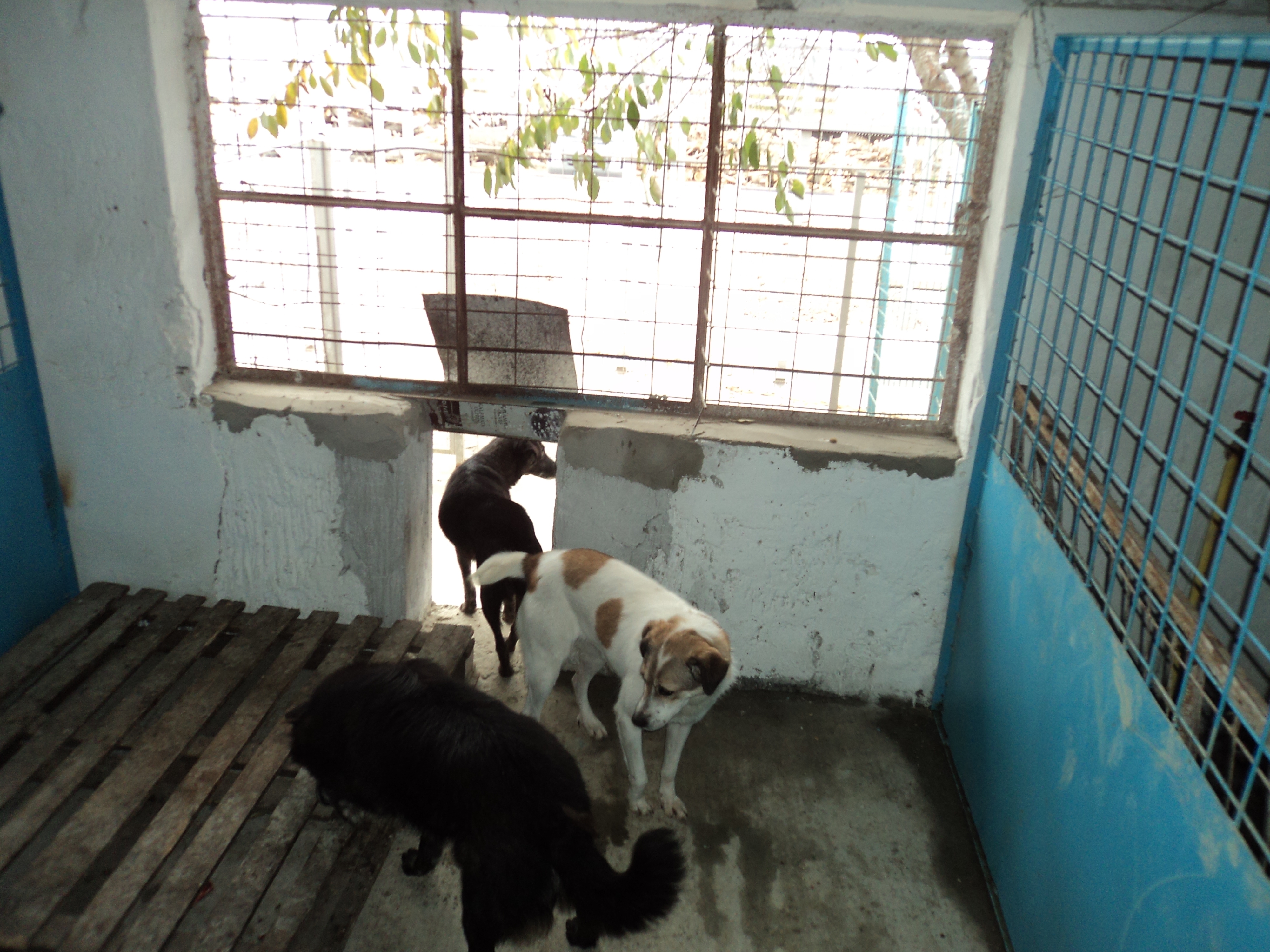 Câinii adoptaţi la distanţă vor putea fi observaţi on-line