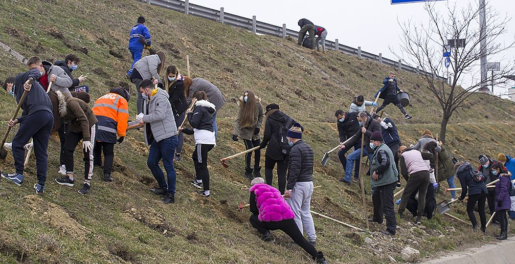 Arbori plantaţi de studenţi, pe taluzul de la intrarea în Galați (FOTO)