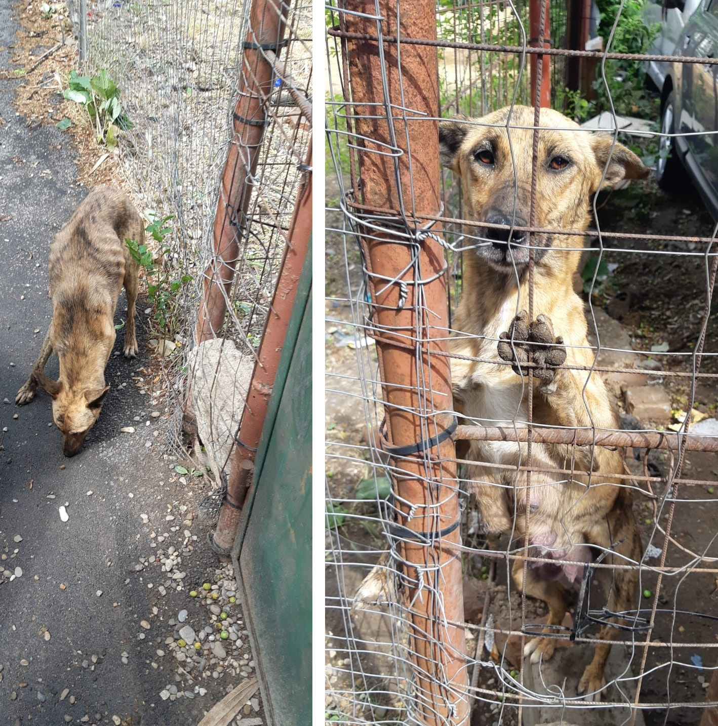 Cățea cu pui, lăsată să moară de foame