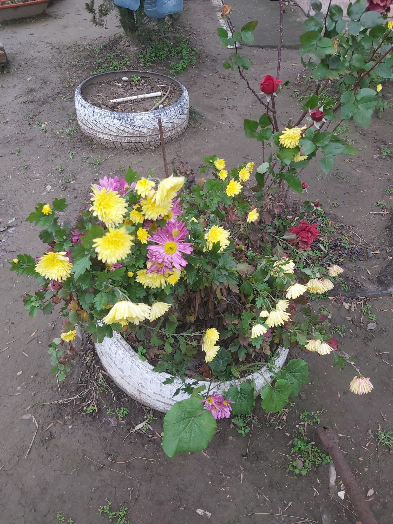 Poza zilei. A trecut Revelionul, vine... toamna?