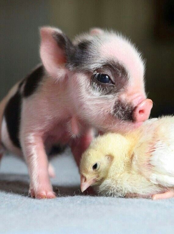 Cereri de plată la APIA, pentru bunăstarea animalelor